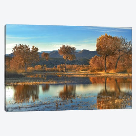 Cottonwood Trees And Willows, Fall Foliage, Bosque Del Apache National Wildlife Refuge, New Mexico Canvas Print #TFI272} by Tim Fitzharris Art Print