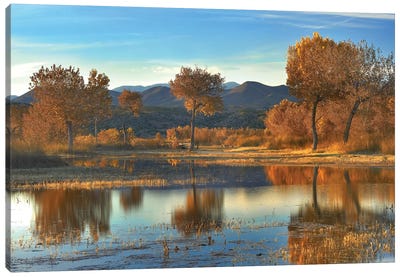 Cottonwood Trees And Willows, Fall Foliage, Bosque Del Apache National Wildlife Refuge, New Mexico Canvas Art Print - Willow Trees