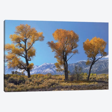 Cottonwood Trees, Fall Foliage, Carson Valley, Nevada I Canvas Print #TFI273} by Tim Fitzharris Canvas Art Print
