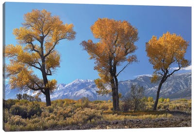 Cottonwood Trees, Fall Foliage, Carson Valley, Nevada I Canvas Art Print - Poplar Tree Art