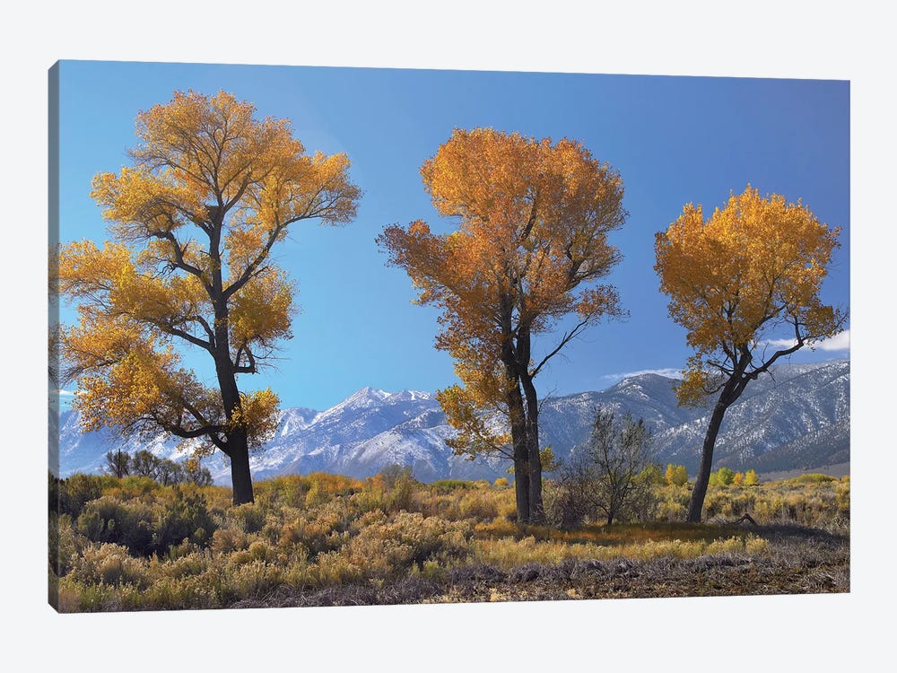Cottonwood Trees, Fall Foliage, Carson Valley, Nevada I by Tim Fitzharris 1-piece Art Print