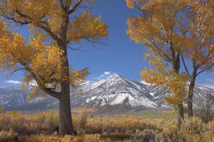 Cottonwood Trees, Fall Foliage, Carson Valley, Nevada II