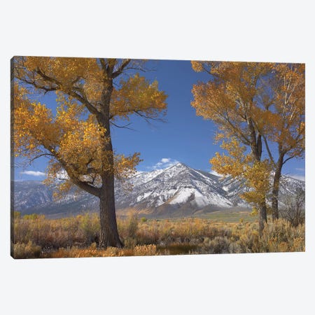 Cottonwood Trees, Fall Foliage, Carson Valley, Nevada II Canvas Print #TFI274} by Tim Fitzharris Canvas Art