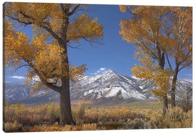 Cottonwood Trees, Fall Foliage, Carson Valley, Nevada II Canvas Art Print