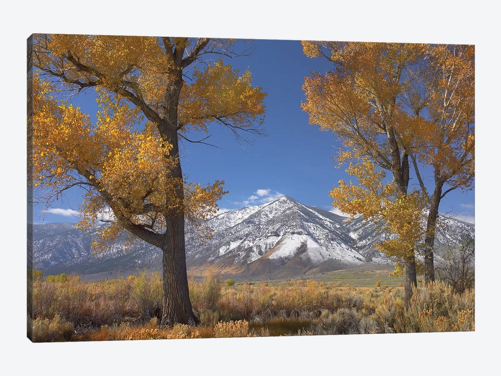 Cottonwood Trees, Fall Foliage, Carson Valley, Nevada II by Tim Fitzharris 1-piece Canvas Artwork