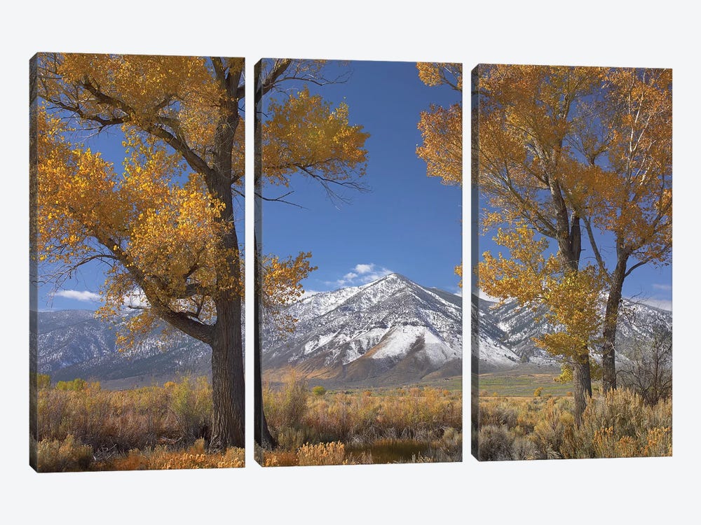 Cottonwood Trees, Fall Foliage, Carson Valley, Nevada II 3-piece Canvas Art