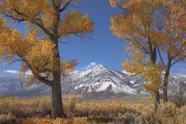 Poplar Trees: Cottonwood Trees, Fall Foliage, Carson Valley, Nevada II by Tim Fitzharris