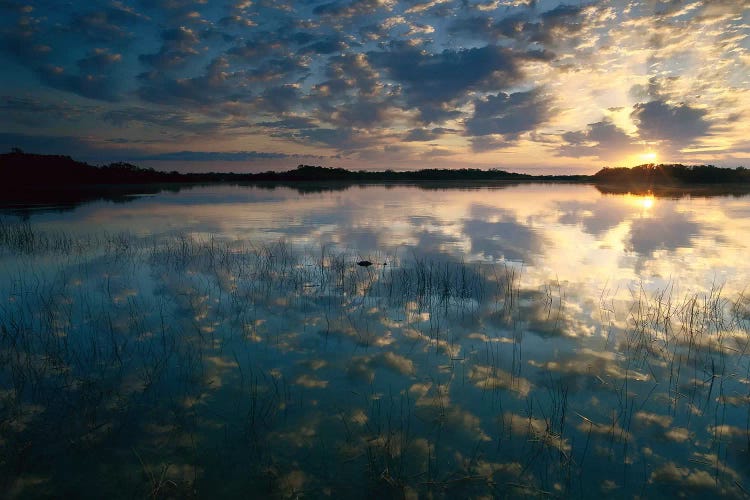 American Alligator In Nine-Mile Pond, Everglades National Park, Florida - Horizontal