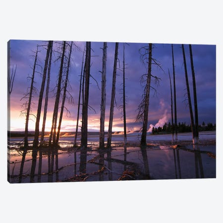 Dead Trees In Lower Geyser Basin At Sunset, Yellowstone National Park, Wyoming Canvas Print #TFI288} by Tim Fitzharris Canvas Artwork