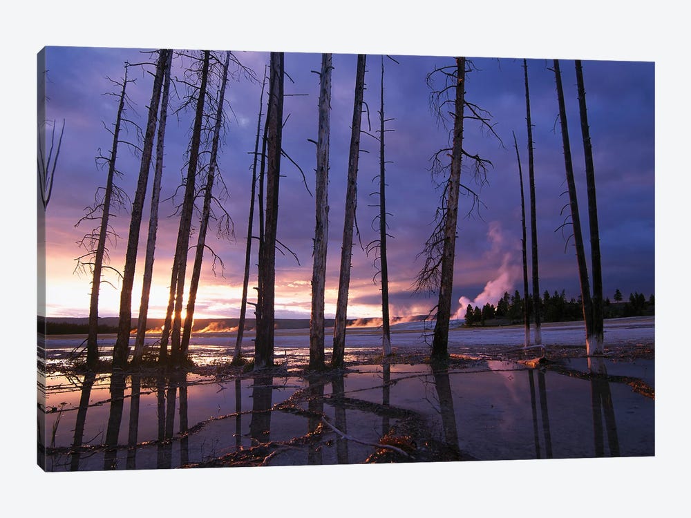 Dead Trees In Lower Geyser Basin At Sunset, Yellowstone National Park, Wyoming 1-piece Canvas Art Print