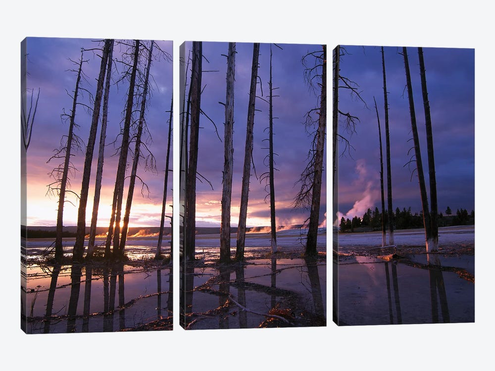 Dead Trees In Lower Geyser Basin At Sunset, Yellowstone National Park, Wyoming by Tim Fitzharris 3-piece Art Print