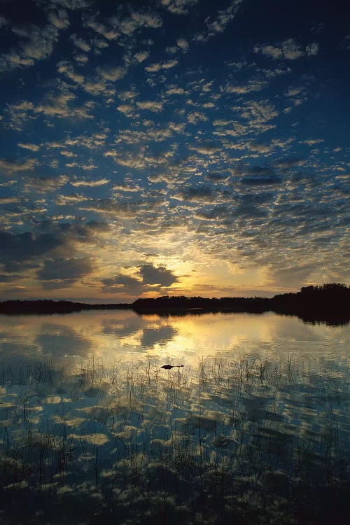 American Alligator In Nine-Mile Pond, Everglades National Park, Florida - Vertical