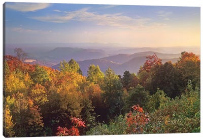 Deciduous Forest In Autumn, Blue Ridge Mountains From Doughton Park, North Carolina Canvas Art Print - North Carolina