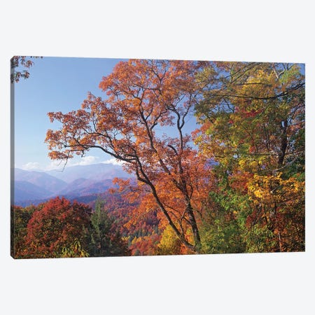 Deciduous Forest In Autumn, Blue Ridge Parkway, Great Smoky Mountains, North Carolina Canvas Print #TFI293} by Tim Fitzharris Canvas Art Print