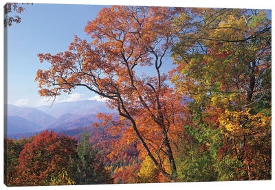 Deciduous Forest In Autumn, Blue Ridge Parkway, Great Smoky Mountains, North Carolina Canvas Art Print - North Carolina Art