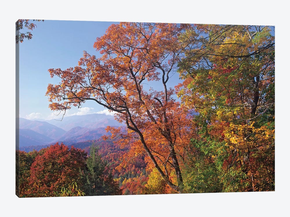 Deciduous Forest In Autumn, Blue Ridge Parkway, Great Smoky Mountains, North Carolina by Tim Fitzharris 1-piece Canvas Print