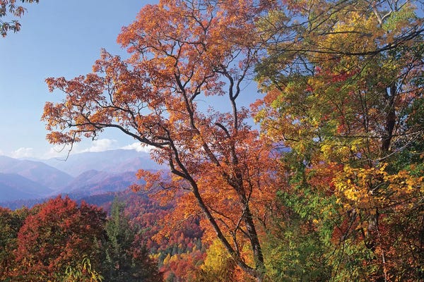 North Carolina: Deciduous Forest In Autumn, Blue Ridge Parkway, Great Smoky Mountains, North Carolina by Tim Fitzharris