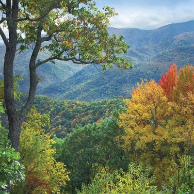 Deciduous Forest In Autumn, Blue Ridge Parkway, North Carolina by Tim Fitzharris art print