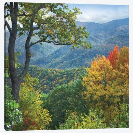 Deciduous Forest In Autumn, Blue Ridge Parkway, North Carolina Canvas Print #TFI294} by Tim Fitzharris Canvas Artwork