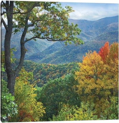 Deciduous Forest In Autumn, Blue Ridge Parkway, North Carolina Canvas Art Print - North Carolina