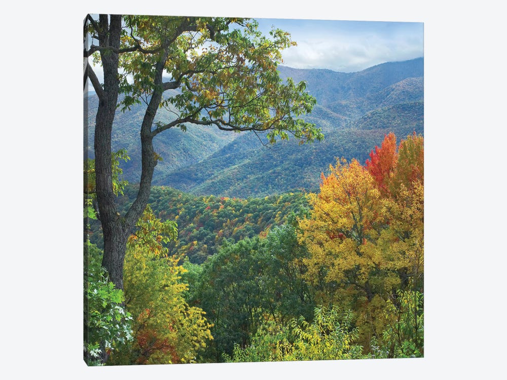 Deciduous Forest In Autumn, Blue Ridge Parkway, North Carolina by Tim Fitzharris 1-piece Canvas Wall Art