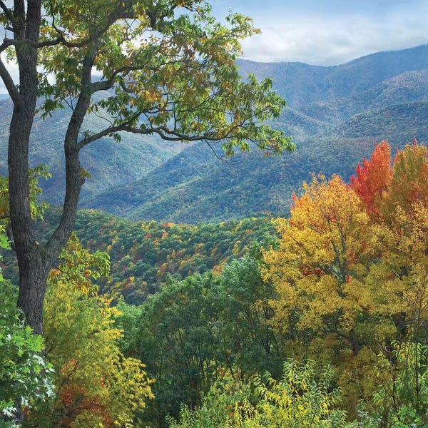 North Carolina: Deciduous Forest In Autumn, Blue Ridge Parkway, North Carolina by Tim Fitzharris