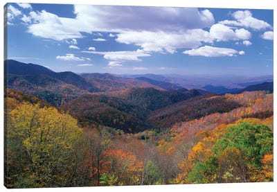 Deciduous Forest In The Autumn From Thunderstruck Ridge Overlook, Blue Ridge Parkway, North Carolina Canvas Art Print - North Carolina Art