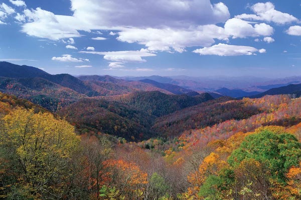 North Carolina: Deciduous Forest In The Autumn From Thunderstruck Ridge Overlook, Blue Ridge Parkway, North Carolina by Tim Fitzharris