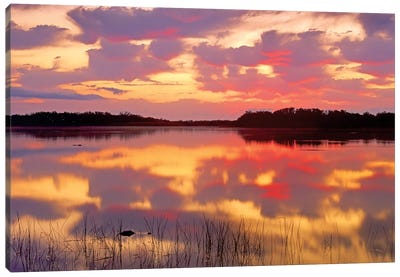 American Alligator Surfacing In Nine Mile Pond At Sunrise, Everglades National Park, Florida Canvas Art Print - Everglades National Park