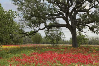 Drummond's Phlox Meadow Near Leming, Texas by Tim Fitzharris art print