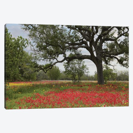 Drummond's Phlox Meadow Near Leming, Texas Canvas Print #TFI315} by Tim Fitzharris Art Print
