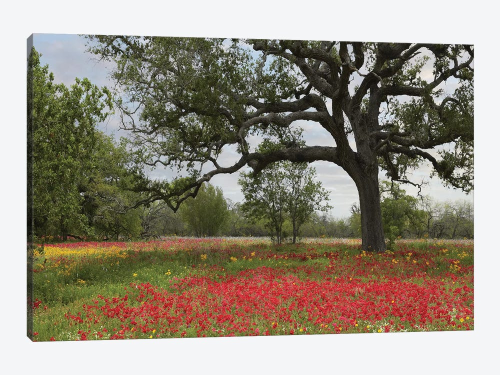 Drummond's Phlox Meadow Near Leming, Texas by Tim Fitzharris 1-piece Canvas Wall Art