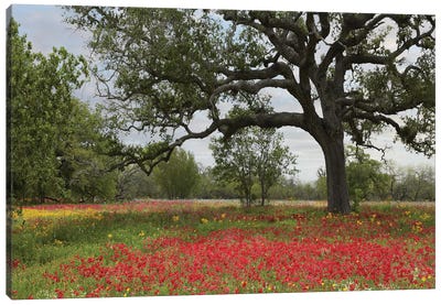Drummond's Phlox Meadow Near Leming, Texas Canvas Art Print - Tim Fitzharris