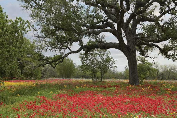 Minden Pictures: Drummond's Phlox Meadow Near Leming, Texas by Tim Fitzharris