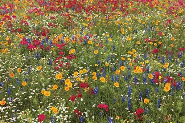Minden Pictures: Drummond's Phlox, Bluebonnet Near Westhoff, Texas, And Tickseed by Tim Fitzharris