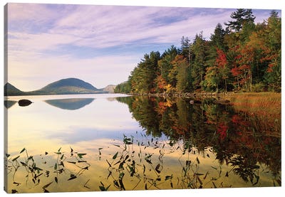 Eagle Lake, Mount Desert Island, Acadia National Park, Maine Canvas Art Print - Evergreen Tree Art