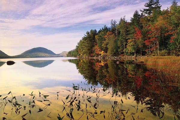 Evergreen Trees: Eagle Lake, Mount Desert Island, Acadia National Park, Maine by Tim Fitzharris