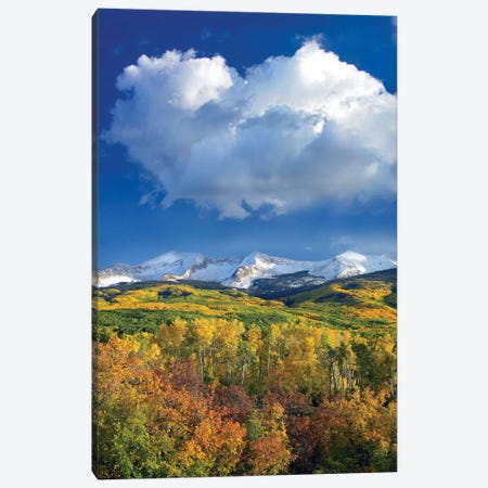 East Beckwith Mountain Flanked By Fall Colored Aspen Forests Under Cumulus Clouds, Colorado I Canvas Print #TFI325} by Tim Fitzharris Canvas Artwork