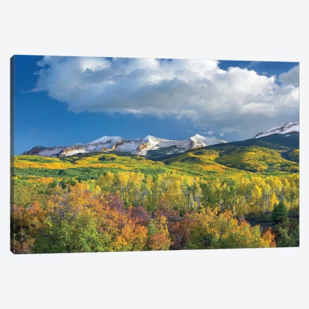 East Beckwith Mountain Flanked By Fall Colored Aspen Forests Under Cumulus Clouds, Colorado II Canvas Print #TFI326} by Tim Fitzharris Canvas Wall Art