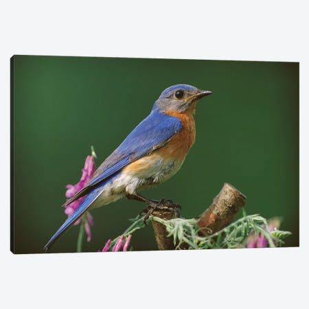 Eastern Bluebird Male, Ontario, Canada Canvas Print #TFI328} by Tim Fitzharris Art Print