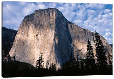 El Capitan Rising Over The Forest, Yosemite National Park, California Canvas Art Print - National Park Art