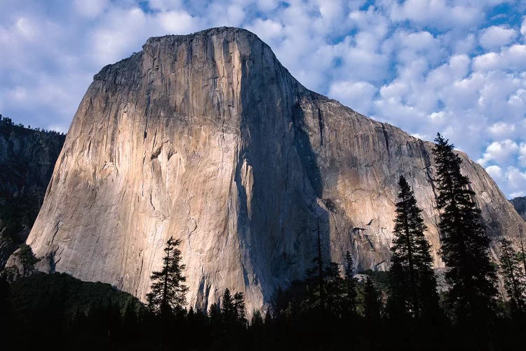 El Capitan Rising Over The Forest, Yosemite National Park, California