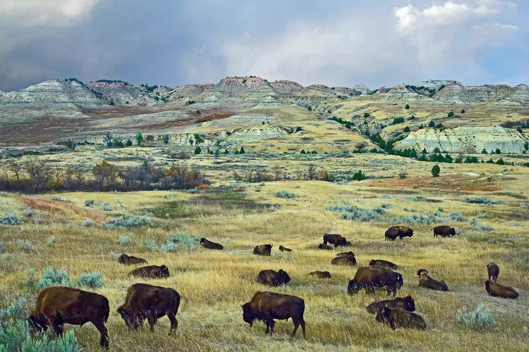 American Bison Herd Grazing On Shortgrass Praire Near Scoria Point, Theodore Roosevelt National Park, North Dakota I