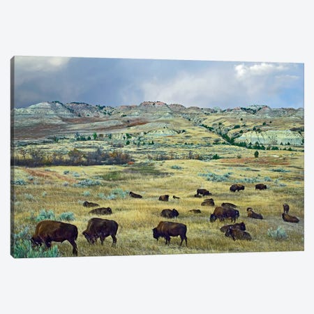 American Bison Herd Grazing On Shortgrass Praire Near Scoria Point, Theodore Roosevelt National Park, North Dakota I Canvas Print #TFI33} by Tim Fitzharris Canvas Art Print