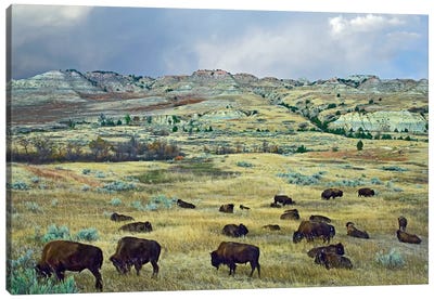 American Bison Herd Grazing On Shortgrass Praire Near Scoria Point, Theodore Roosevelt National Park, North Dakota I Canvas Art Print - North Dakota