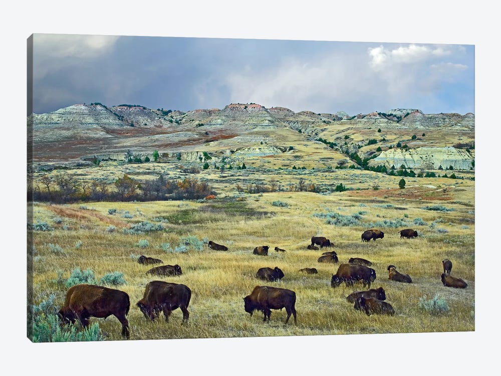 American Bison Herd Grazing On Shortgrass Praire Near Scoria Point, Theodore Roosevelt National Park, North Dakota I by Tim Fitzharris 1-piece Canvas Art