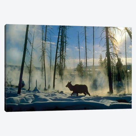 Elk Female In The Snow With Steam Rising From Nearby Hot Spring, Yellowstone National Park, Wyoming Canvas Print #TFI341} by Tim Fitzharris Canvas Print