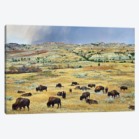 American Bison Herd Grazing On Shortgrass Praire Near Scoria Point, Theodore Roosevelt National Park, North Dakota II Canvas Print #TFI34} by Tim Fitzharris Canvas Wall Art