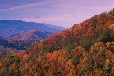 Fall Colored Forest, Appalachian M Canvas Art Print Tim Fitzharris