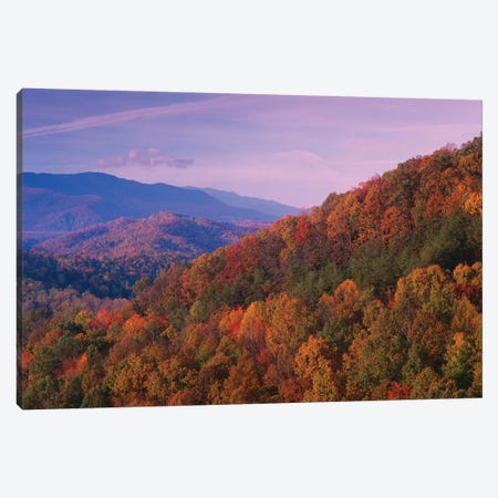 Fall Colored Forest, Appalachian Mountains, Great Smoky Mountains National Park, North Carolina Canvas Print #TFI353} by Tim Fitzharris Canvas Artwork